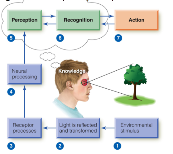 The Perceptual Processes