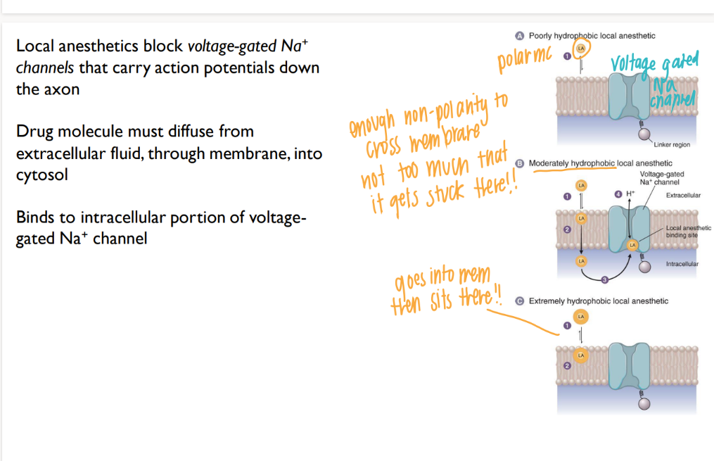 <p>hydrophillic (np) = bounces RIGHT off the membrane </p><p>pure hydrophobic (polar) = so lipid soluable, it goes into membrane and SITS THERE. </p><p>moderate = goes all the way THROUGH membrane, then binds to Na+ channel </p>