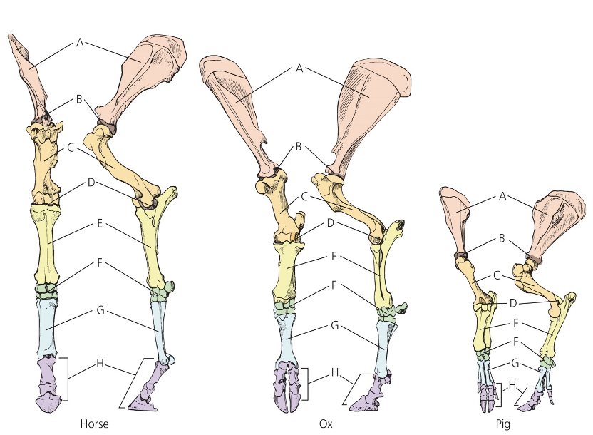<p>A. Scapula</p><p>B. Shoulder</p><p>C. Humerus</p><p>D. Elbow</p><p>E. Radius</p><p>F. Carpus</p><p>G. Metacarpus</p><p>H. Phalanges (or phalanx) </p>