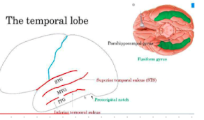 <ul><li><p>separates STG and MTG</p></li></ul>