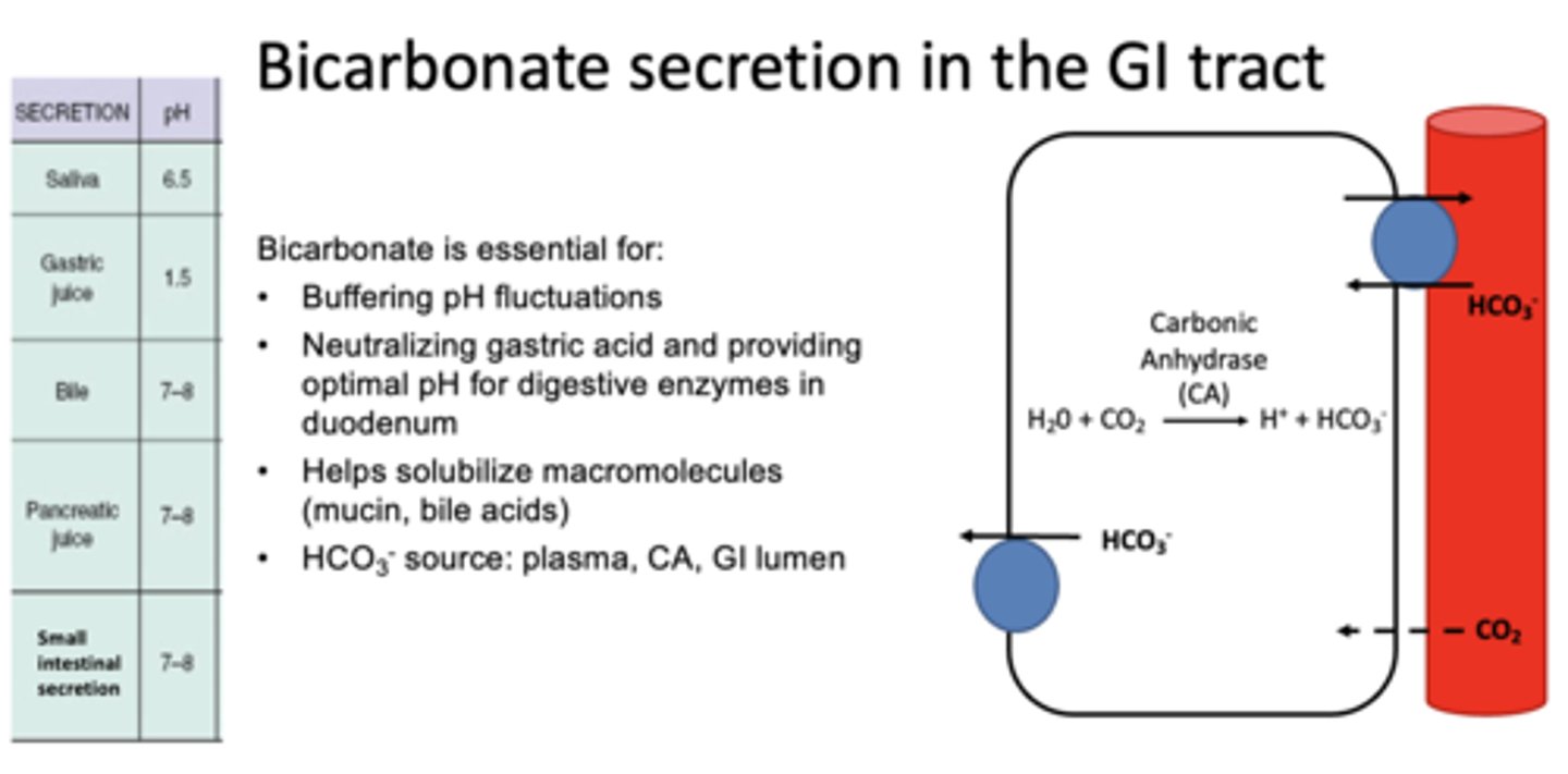 <p>produces HCO3- inside cells</p>