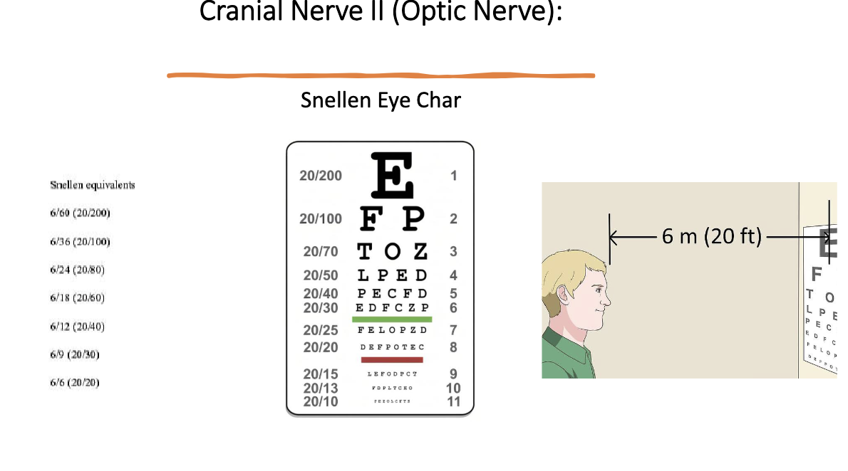 <ol><li><p>patient stand 20 ft from eye chart and read smallest line they can read easily</p></li><li><p>progress down chart until they reach a line where at least 2 errors are made</p></li><li><p>compare number on that line with the 20 ft where they stand</p><ol><li><p>20/30 = stood 20 fee but could only read a line that a normal eye can read from 30 ft</p></li></ol></li></ol><p></p>