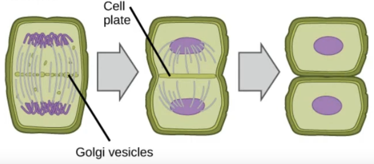 <ul><li><p>Protein complex on the sides of centromeres</p></li><li><p>Is where the mitotic spindle attaches to</p></li></ul>