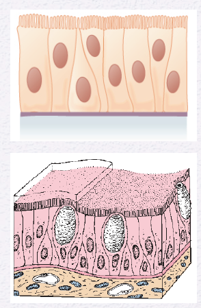 <p>Identify the Epithelium</p>