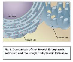 <p>Similar to rough endoplasmic reticulum but with no ribosomes</p><p>Synthesises and processes lipids</p>