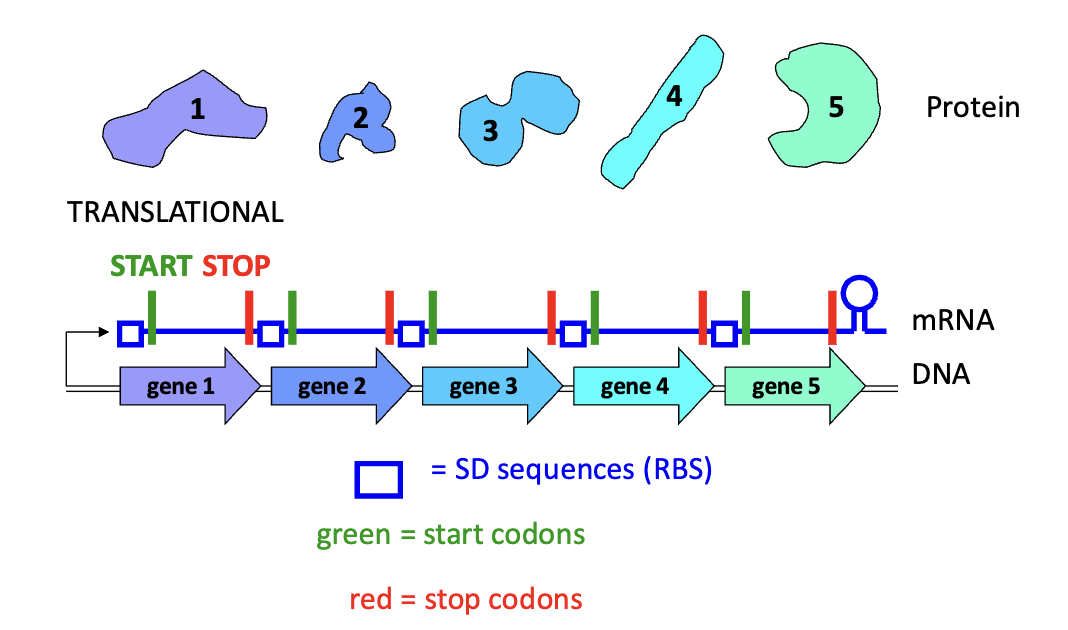 <p>bacterial genes are often organized in operons (when multiple genes (cistrons) are expressed from a common promoter.)</p><p>Each gene has its own ribosome binding sequence, translational start, and translational stop.</p>