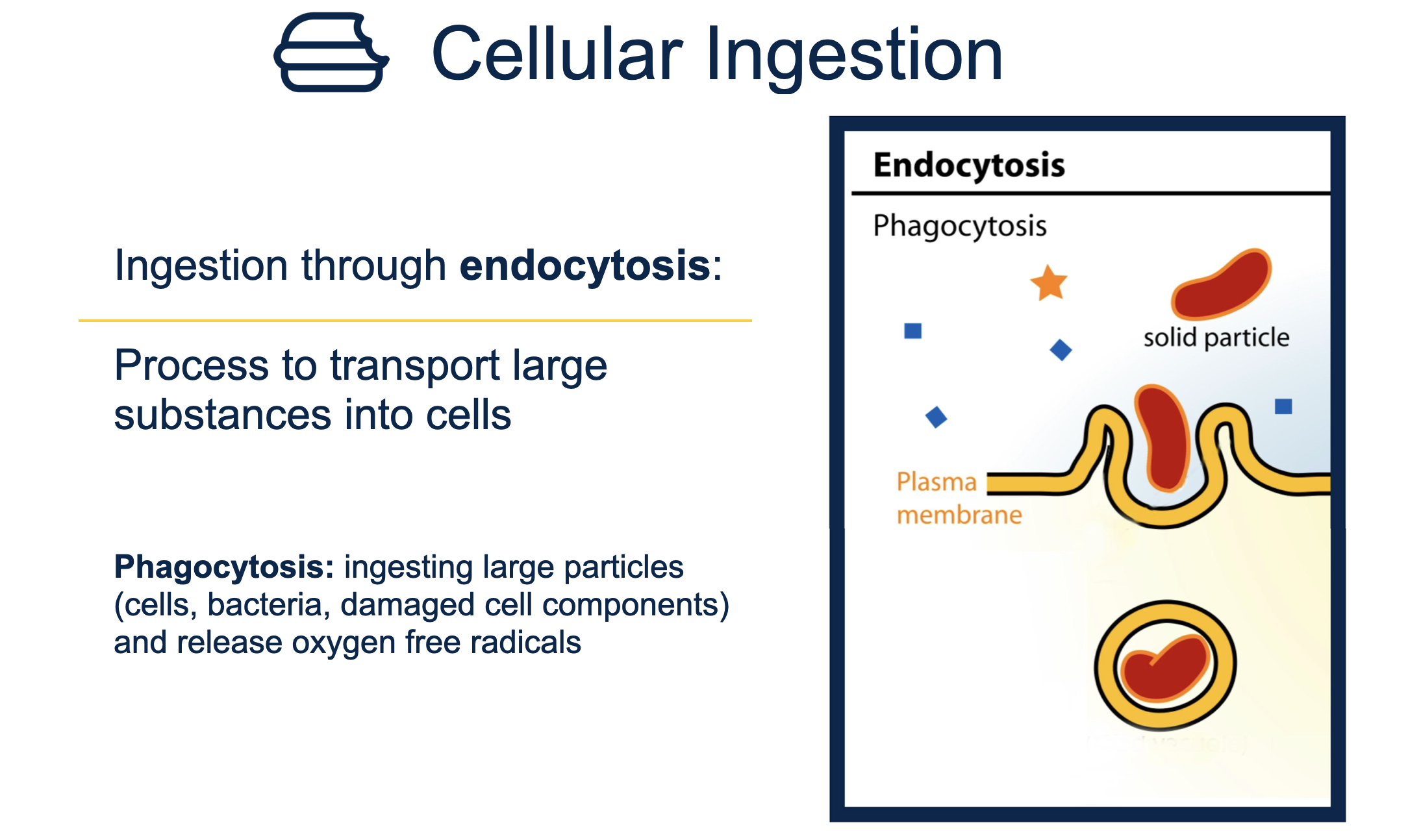 <ol><li><p>endocytosis = transport large substances into cells</p></li><li><p>phagocytosis = ingest large particles and release oxygen free radicals </p></li></ol><p></p>