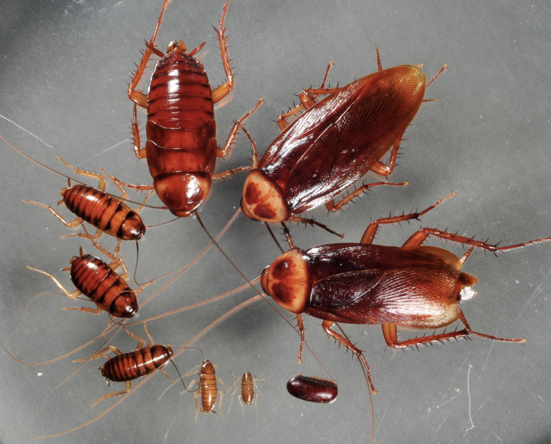 <p>cockroaches</p><ul><li><p>round body</p></li><li><p>round pronotum</p></li><li><p>long antennae&nbsp;</p></li></ul><p></p>