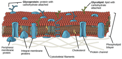 <p>What type of cell membrane model is shown? Who were the proponents of this model?</p>