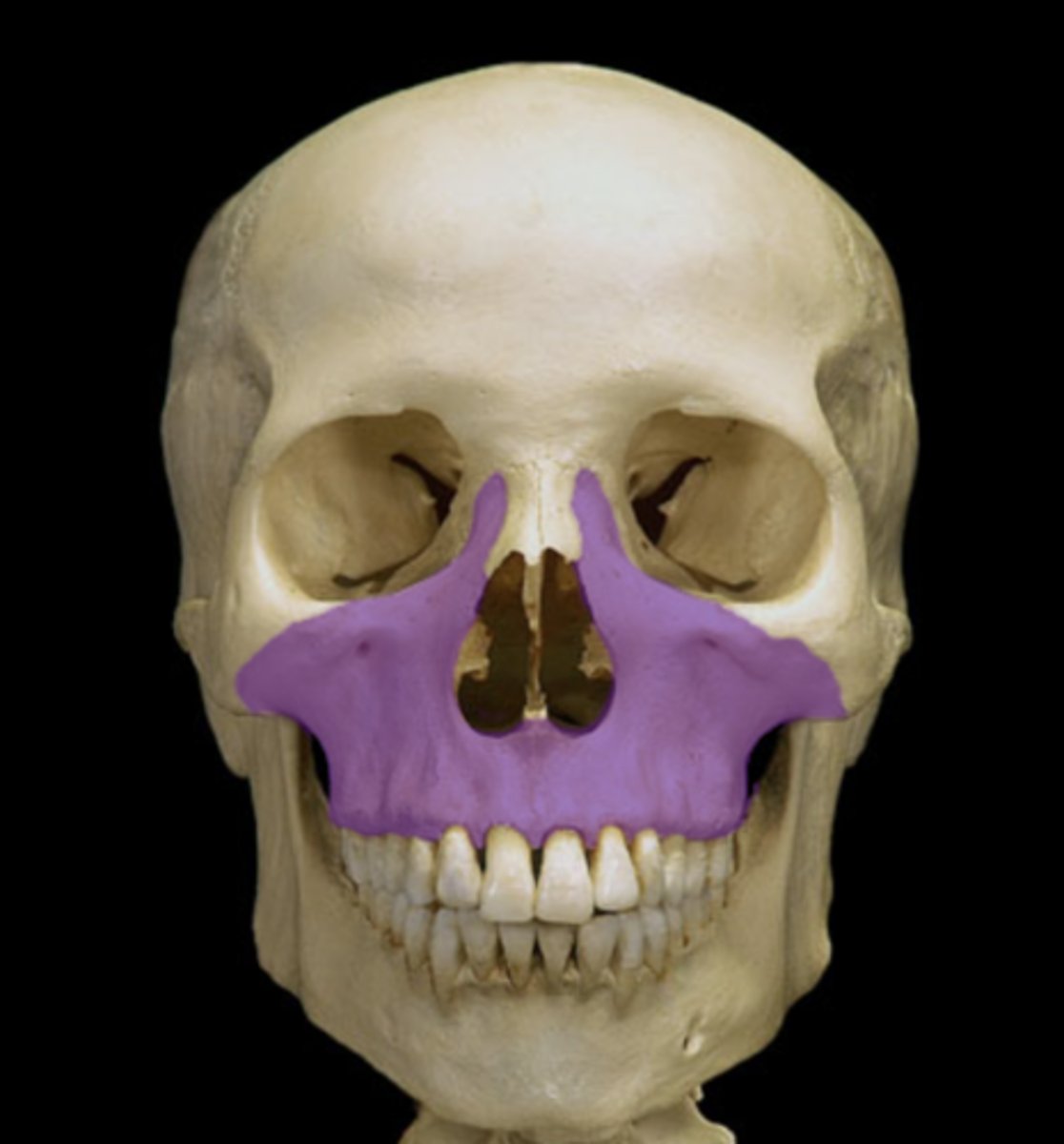 knowt flashcard image