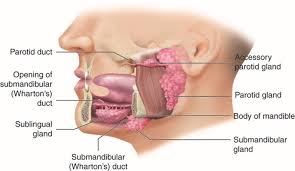 <p>parotid, submandibular, and sublingual glands </p>