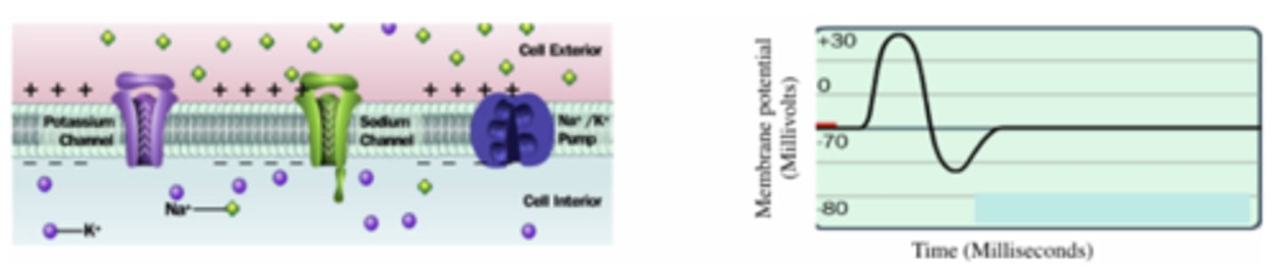 <p>1st state of action potential</p><p>- the neuron is polarized</p><p>- high Na+ concentration outside cell, high K+ concentration inside cell (maintained by active sodium-potassium pumps)</p><p>- all gated Na+ and K+ channels are closed</p><p>- the cytoplasmic surface of the plasma membrane is more negative than its extracellular surface</p><p>the charge separation = resting membrane potential (-70 mV)</p>
