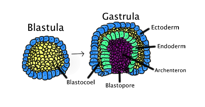 the early embryonic stage in the animal formed from the ingrowth of cells at one end of the blastula to produce a double layer of cells (from which future tissues and organs develop)