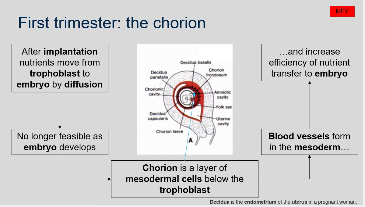 <ol><li><p>Nutrients initially move from trophoblast to embryo by diffusion. However, as the embryo develops, this method becomes less feasible.</p></li><li><p>The chorion is a layer of mesodermal cells that develop below the trophoblast after implantation.</p></li><li><p>Blood vessels form in the mesoderm of the chorion, which increases the efficiency of nutrient transfer to the embryo.</p></li><li><p>Decidua is the endometrium of the uterus in a pregnant woman.</p></li></ol>