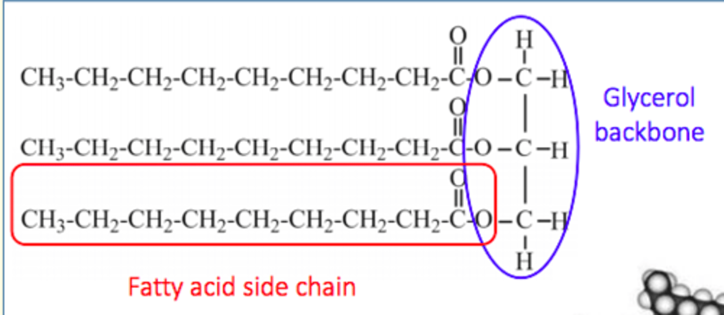 <p>Glycerol backbone + 3 fatty acid side-chains</p>