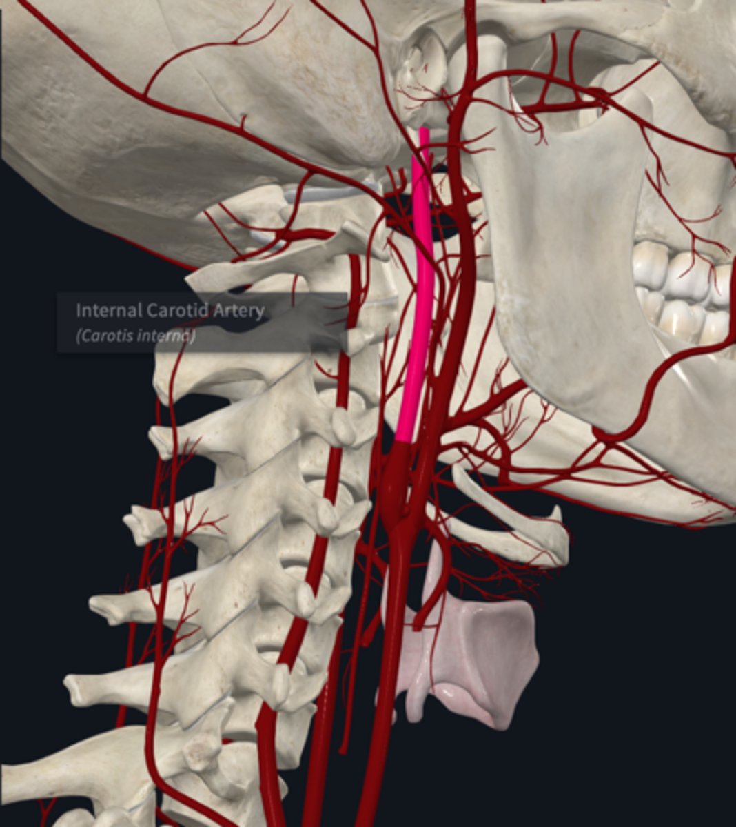 <p>What is the origin of the Internal carotid artery?</p>