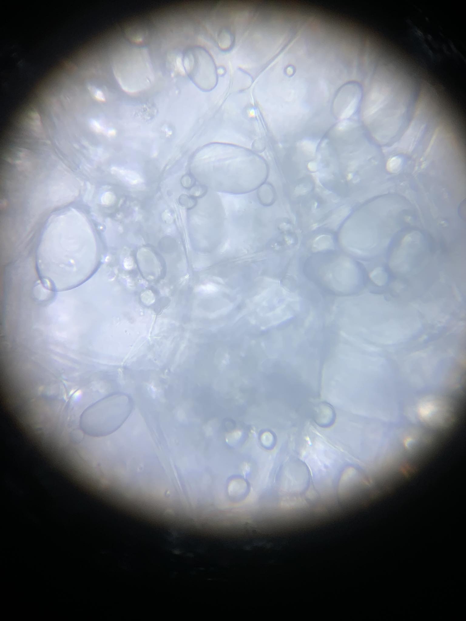<p>scientific name and what does it contain</p>