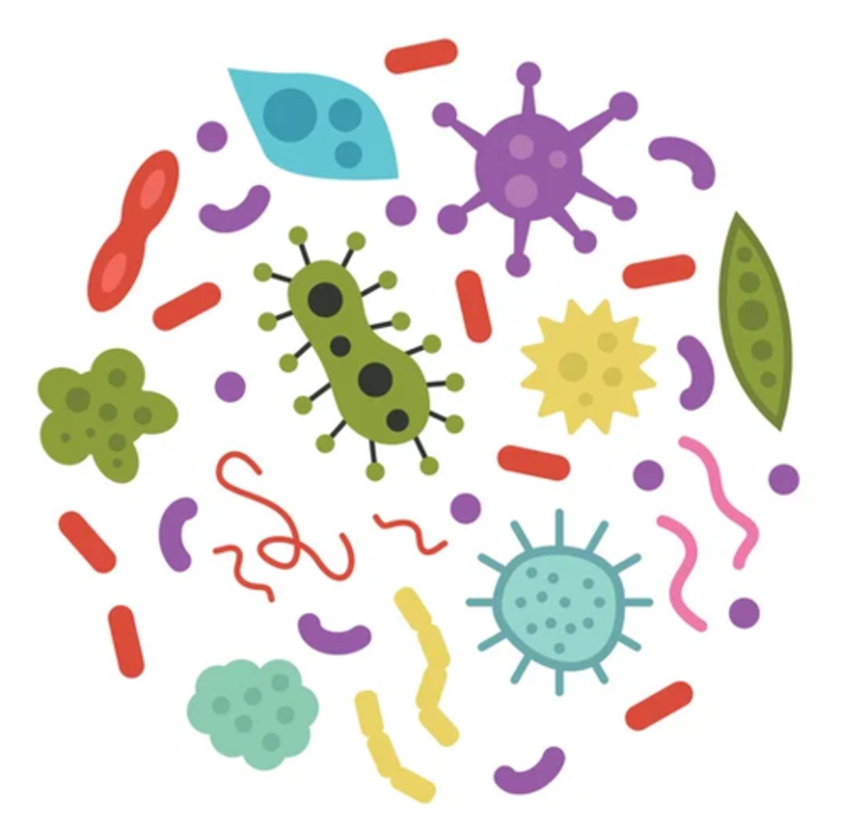 <p>a microorganism (pathogen) that causes an infectious disease (chain of infection element #1)</p>