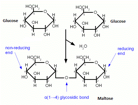 <p>a (alpha) 1-4 glycosidic linkage → occurs between Carbon 1 of the first a-glucose and Carbon 4 of the second a-glucose</p>
