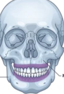 what is the purple part 