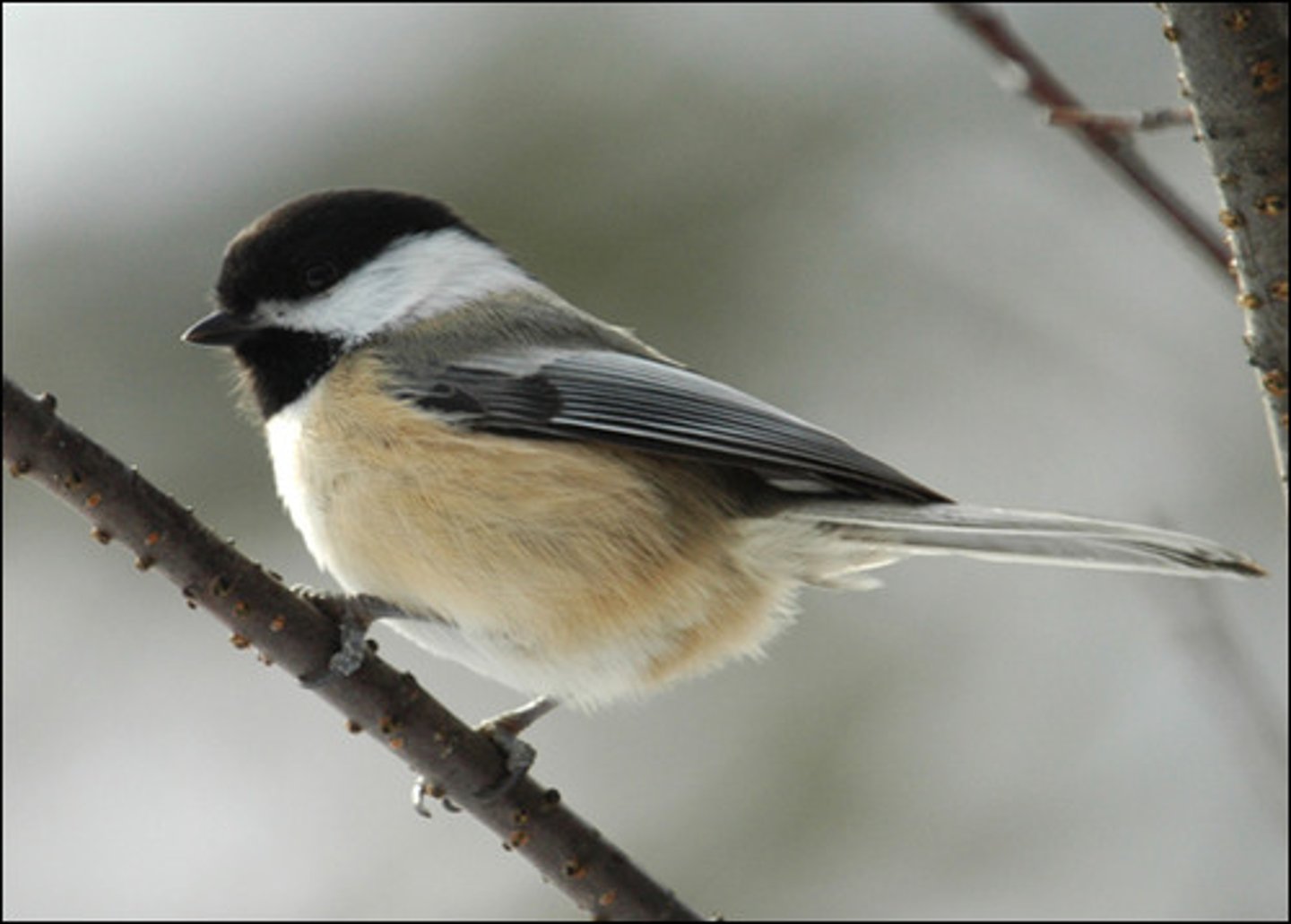<p>Black-capped Chickadee</p>