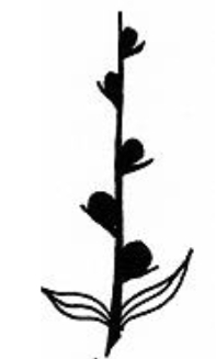 <p>identify the inflorescence</p>