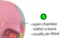 <p>Opening, <span>cavity. Open chamber for air and mucus to flow through. Ex. Skull, maxillary; ethmoid; sphenoid; frontal. </span></p>