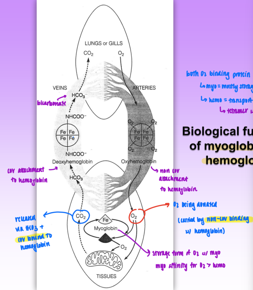 <ul><li><p>both O2 binding proteins</p><ul><li><p>myo = mostly storage</p></li><li><p>hemo = transport</p><ul><li><p>tetramer w/ 4 subunits</p></li></ul></li></ul></li><li><p>process:</p><ul><li><p>O2 enters lungs → transported to tissues via oxyhemoglobin</p><ul><li><p>non cov attachment to hemo</p></li></ul></li><li><p>myoglobin stores O2 in tissues = affinity for O2 &gt; hemo</p></li><li><p>CO2 released via HCO3</p></li><li><p>covalently bind to hemo as deoxyhemoglobin → transported to lungs</p></li><li><p>lungs release CO2</p></li></ul></li></ul><p></p>