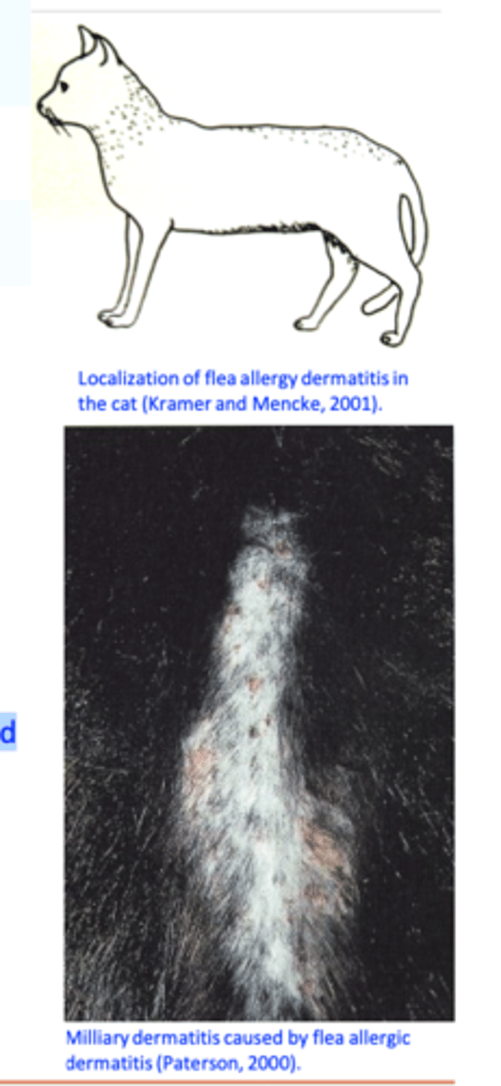 <p>FAD is seen in cats of any age, sex and breed;</p><p>The most common cause of ‘feline miliary dermatitis’;</p><p>The primary clinical lesion seen in the cat is an erythematous papule covered by a small reddish-brown crust (miliary dermatitis type lesion);</p><p>• These pruritic lesions are usually most severe on the head, neck, and dorsal lumbosacral regions but have a tendency to generalize;</p>