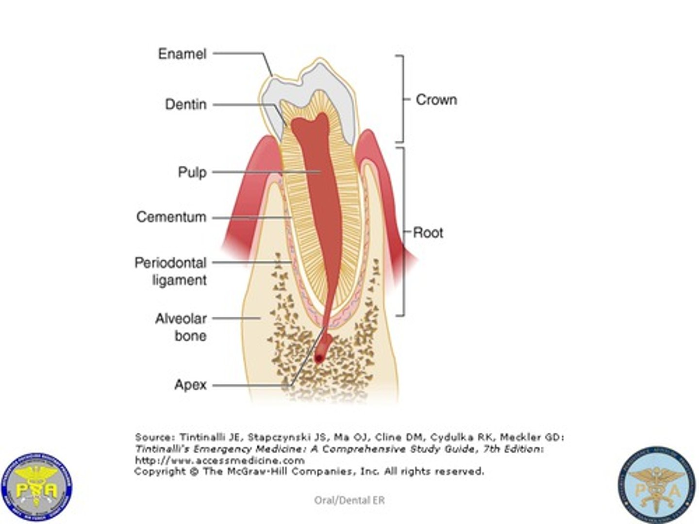 <p>- 99% calcium</p><p>- no cells or blood vessels</p><p>- layer is added during tooth development by ameloblasts</p>