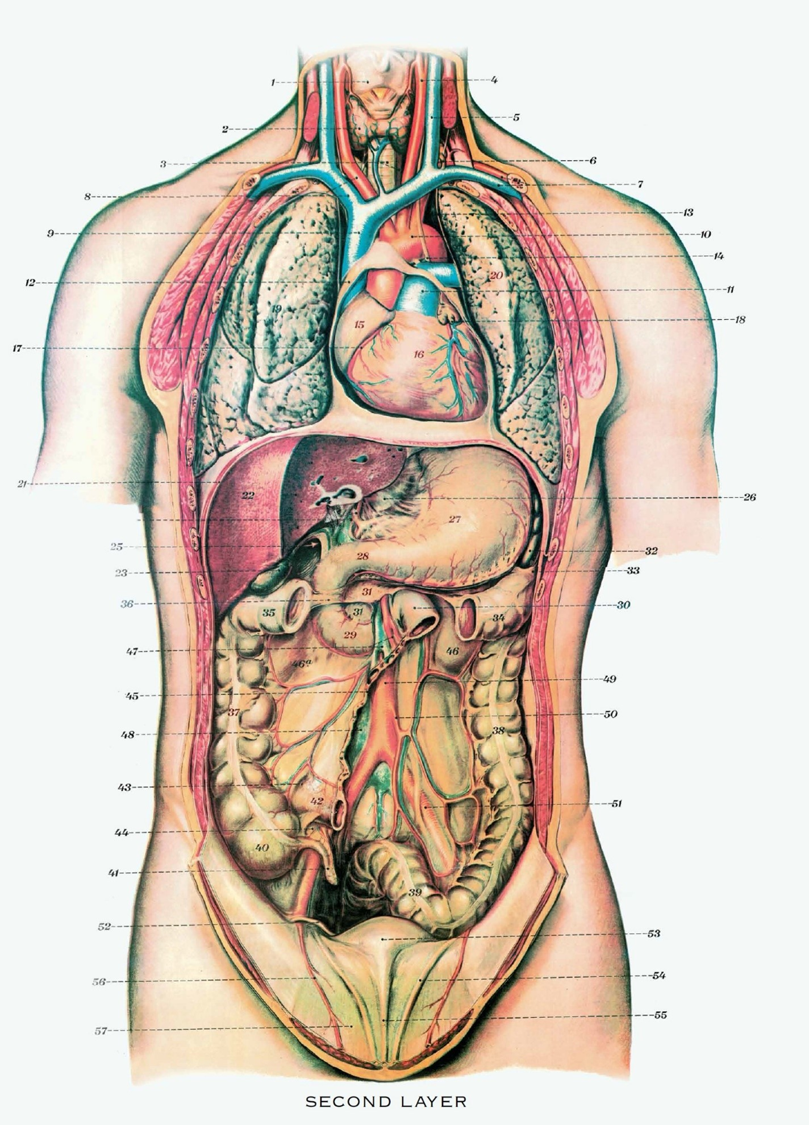 <p><span><span>This image shows a person sectioned along the __________ plane.</span></span></p>