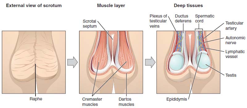 Layer of smooth muscle beneath the skin of the scrotum. In cold temperatures, this muscle contracts, causing the skin of the scrotum to become firm and wrinkled and reducing its overall size.