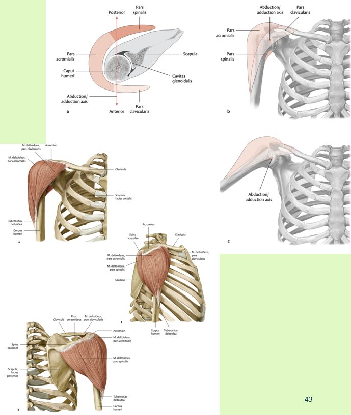 <p><span><span>Origo:<br></span></span><span data-name="black_small_square" data-type="emoji">▪</span><span><span> Pars clavicularis: lateraal 1/3 deel clavicula<br></span></span><span data-name="black_small_square" data-type="emoji">▪</span><span><span> Pars acromialis: acromion<br></span></span><span data-name="black_small_square" data-type="emoji">▪</span><span><span> Pars spinalis: spina scapulae</span></span></p><p><span><span><br></span></span><span data-name="black_small_square" data-type="emoji">▪</span><span><span> Insertie:<br></span></span><span data-name="black_small_square" data-type="emoji">▪</span><span><span> tuberositas deltoidea humeri</span></span></p><p><span><span><br></span></span><span data-name="black_small_square" data-type="emoji">▪</span><span><span> Functie:</span></span></p><ul><li><p><span><span> art. glenohumerale:</span></span></p><ul><li><p><span><span>Pars clavicularis: abductie (craniale vezels), adductie<br>(caudale vezels), endorotatie en anteflexie</span></span></p></li><li><p><span><span>Pars acromialis: abductie</span></span></p></li><li><p><span><span>Pars spinalis: abductie (craniale vezels), adductie<br>(caudale vezels), exorotatie en retroflexie</span></span></p></li></ul></li></ul><p><span><span><br></span></span><span data-name="black_small_square" data-type="emoji">▪</span><span><span> Innervatie:<br></span></span><span data-name="black_small_square" data-type="emoji">▪</span><span><span> n. axillaris (C5-C6)</span></span></p><p><br></p>
