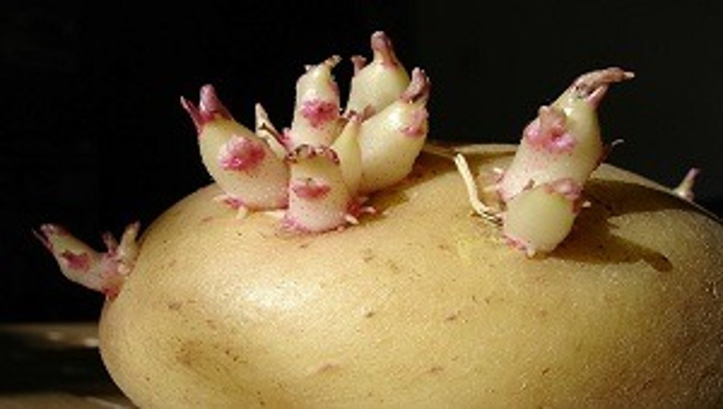 <p>reproduction of plants by direct cloning from existing plants</p>