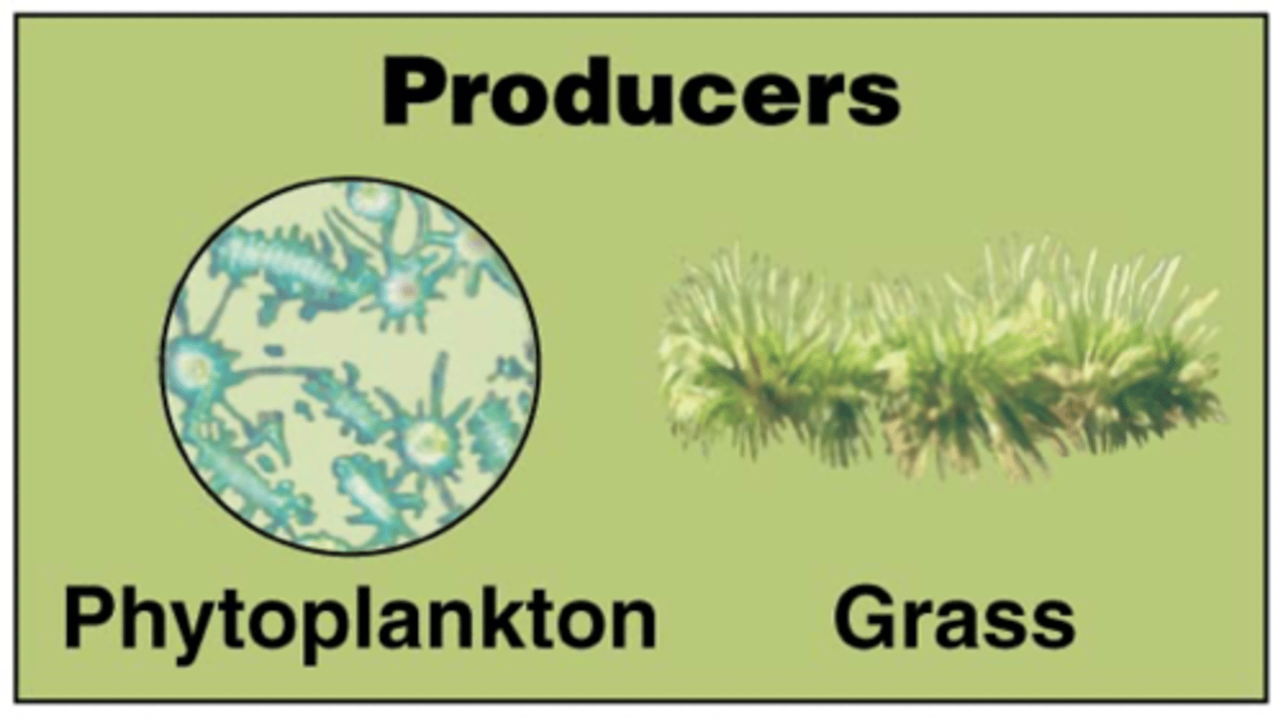 <p>Plants, algae, and some bacteria that use the Sun's energy to produce usable forms of energy, such as sugars</p>
