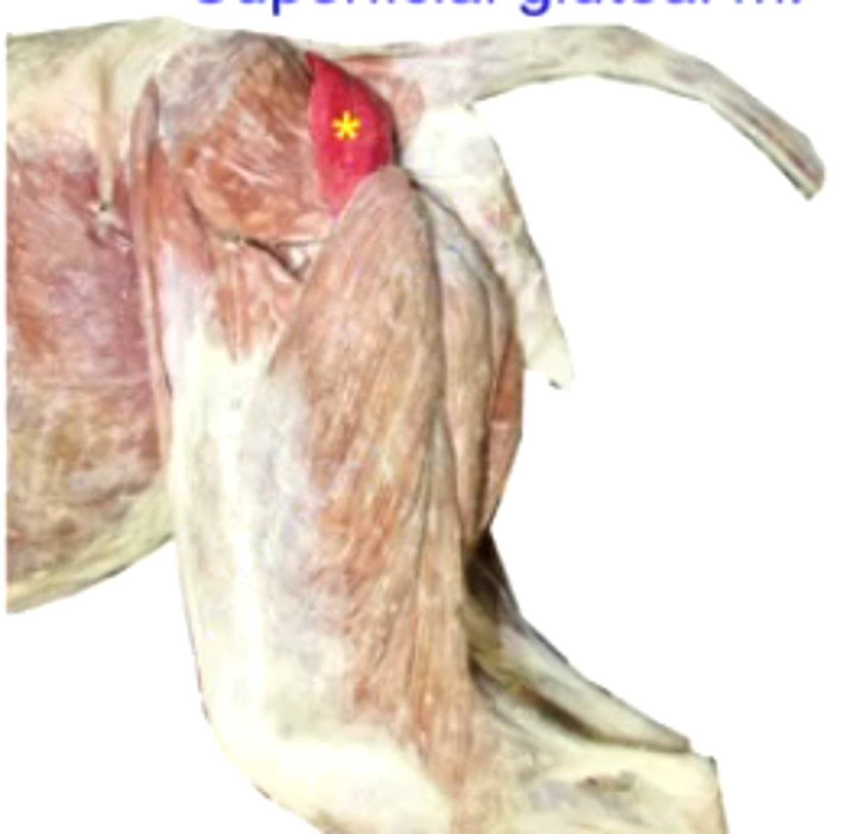 knowt flashcard image