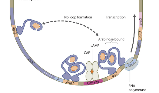 <p>arabinose binds to the araC proteins so they loosen their grips on each other and move to adjacent areas near the promoter. Then CAP protein binds to the CAP site in the absence of glucose and activates transcription.</p>