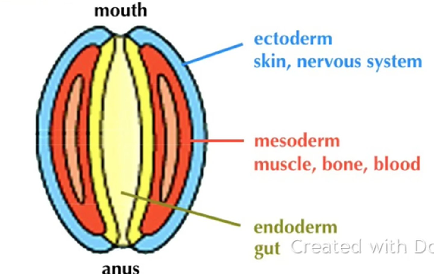 <p>Ectoderm: neurons, skin cells, pigment cells</p><p>Mesoderm: skeletal muscle, smooth muscle, cardiac muscle, red blood cells, bone cells</p><p>Endoderm: stomach cells, pancreatic cells, liver cells</p>