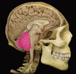 <p>Identify the name and function of the lobe superior to the lobe highlighted in pink</p>