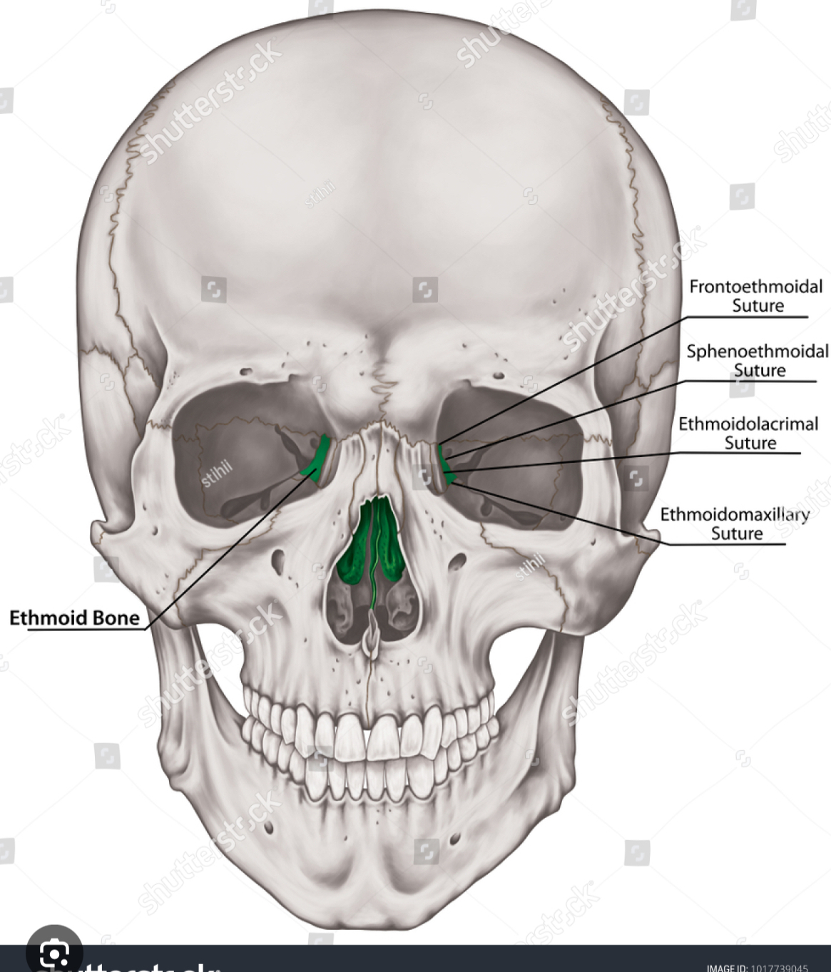 <p>ethmoid bone </p>