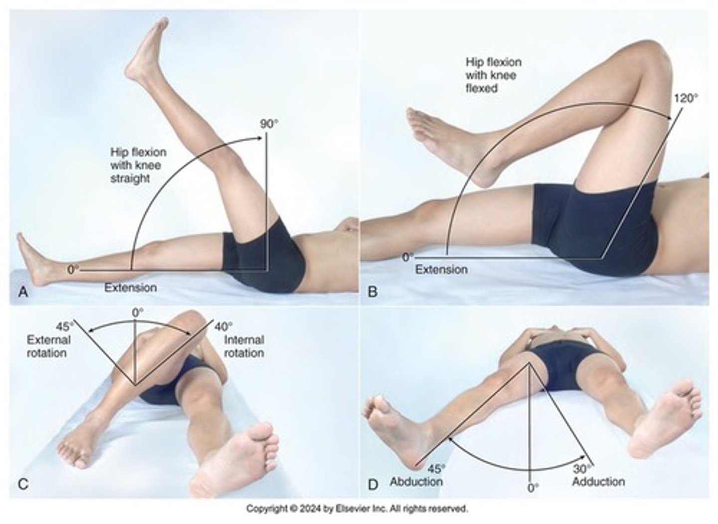 <p>-while patient stands along with spine</p><p>-equal gluteal folds, buttocks, and iliac crests</p><p>-palpate hip joints with patient supine</p><p>-flexion with legs straight and bent, abduction/aduction, internal/external rotation</p>