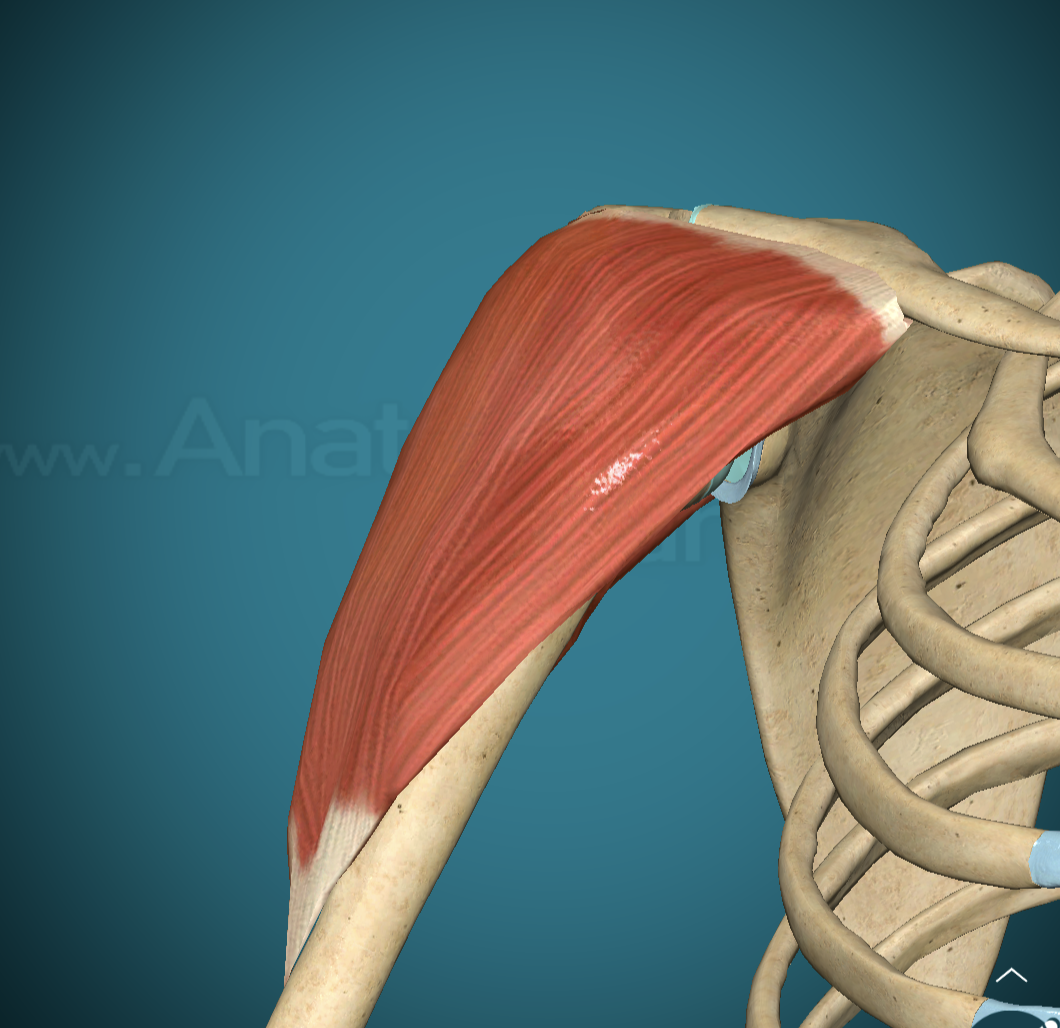 <p>Deltoid Insertion</p>