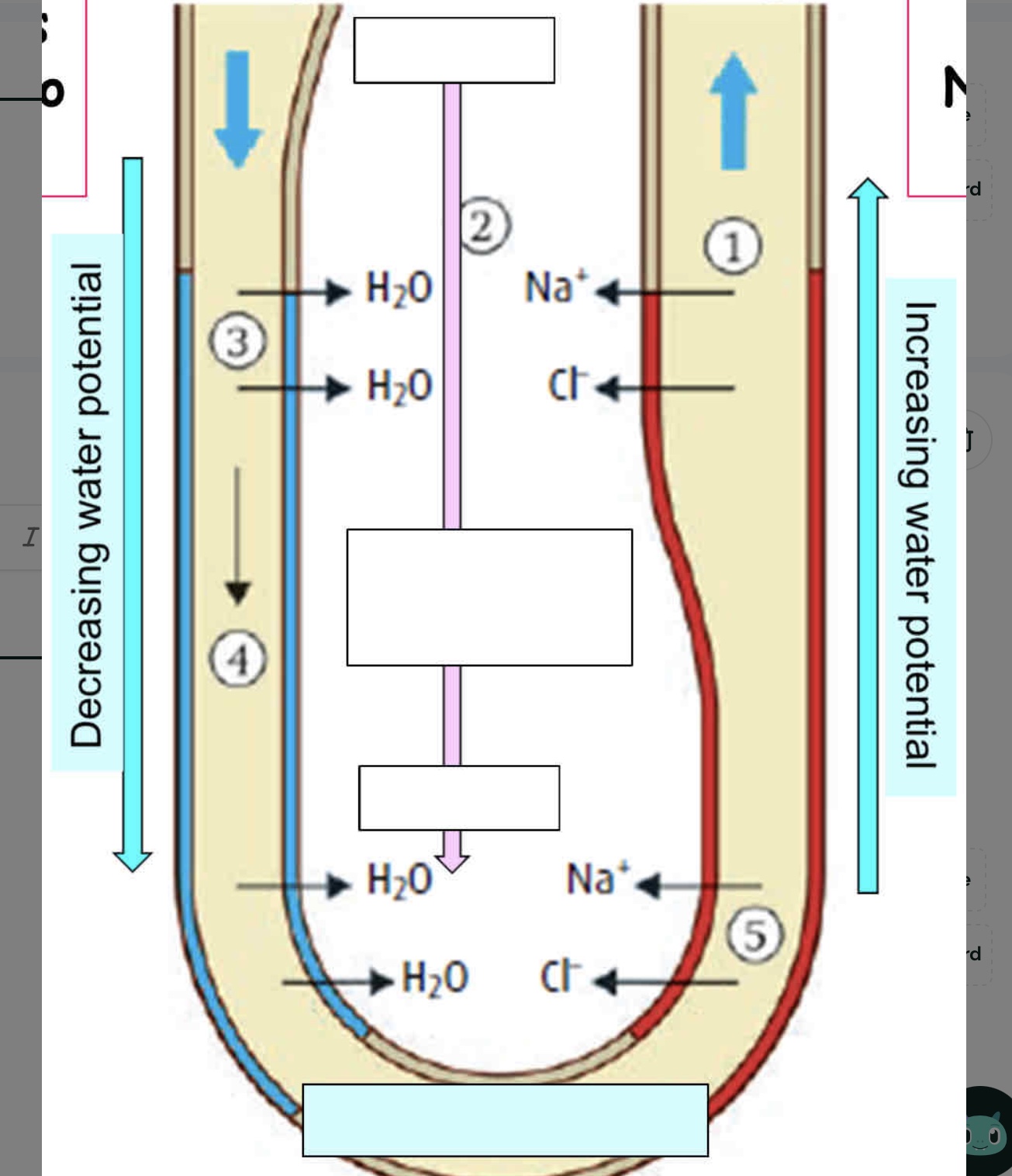 <p>the loop of Henle</p>