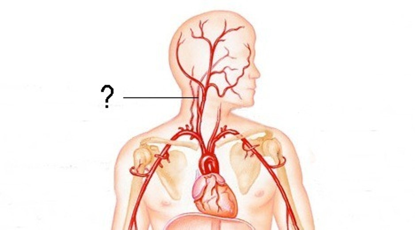 <p>Name the blood vessel.</p>