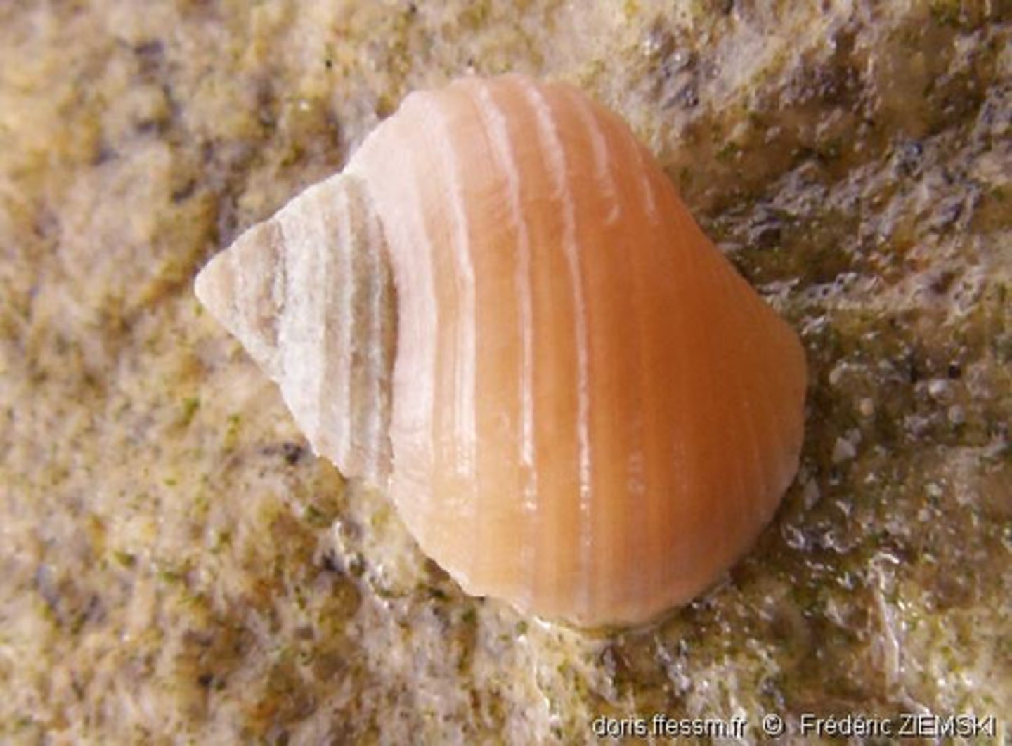 <p>=> sans siphon</p><p>=> rides</p><p>=> rugueux si on frotte avec notre ongle</p><p>=> on en retrouve dans le littoral moyen car se sont spécialisés en mangeant des algues (Ascophyllum et F. vesiculosus)</p>