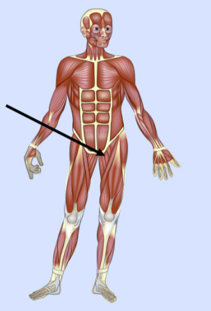<p>What major muscle is this?</p>