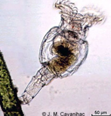 <p>Phylum Rotifera Overview</p>