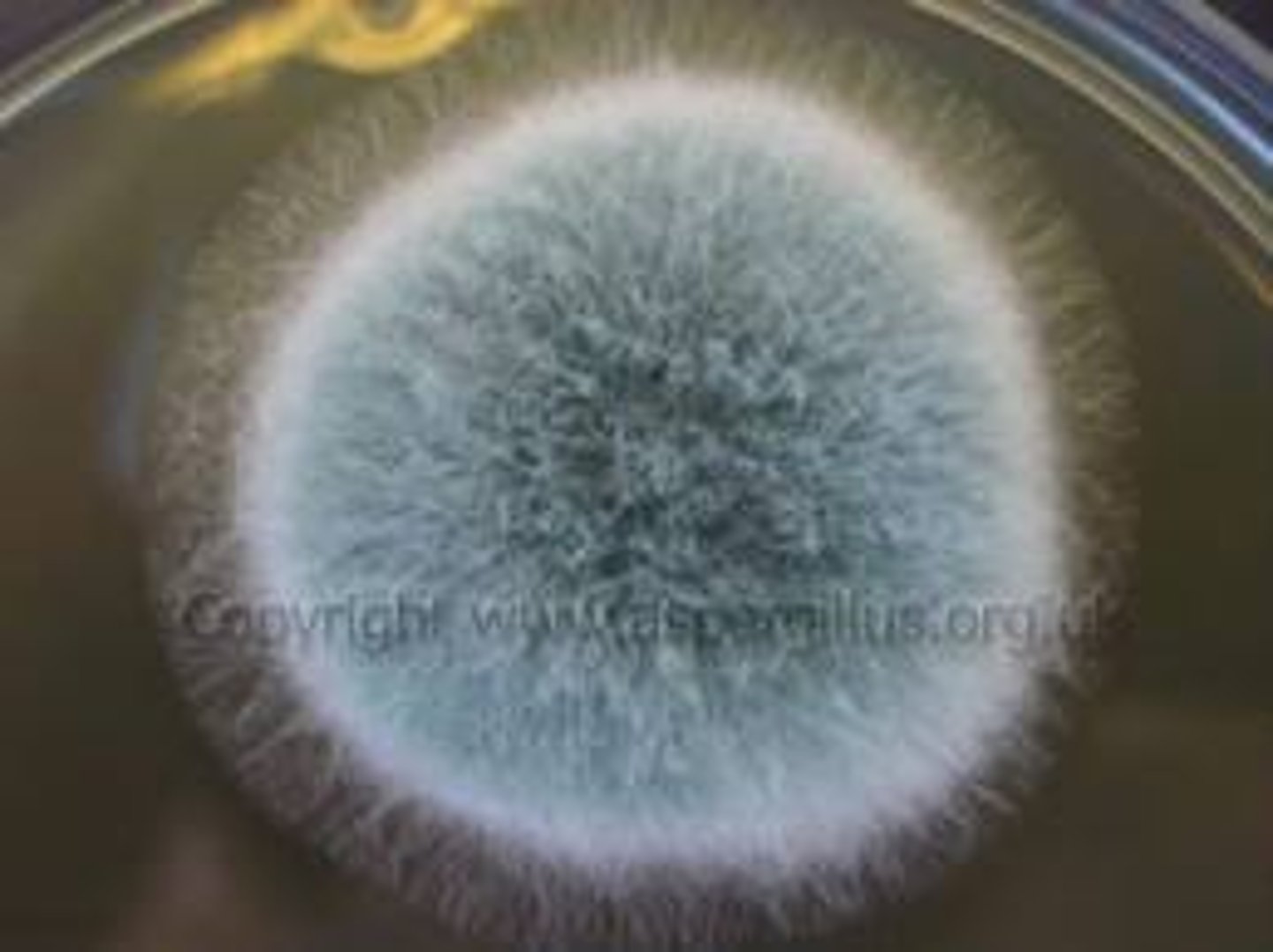 <p>Multicellular fungi made of slender filaments/hyphae (thallus is made of multiple cells).</p>