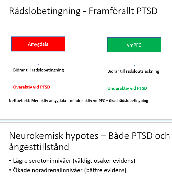 <p>Rädslobetinging innebär att något som tidigare varit neuralt associeras med en rädslorespons, detta <strong>medieras av amygdala</strong>. Exempel:</p><ol><li><p>Vi möter en hund som nästan biter ihjäl oss</p></li><li><p>Vi associerar alla hundar med fara eller rädsla</p></li></ol><p></p><p><strong>Rädsloutsläckning</strong> innebär att den betingade rädslan släcks ut genom nyinlärning. Denna rädsloutsläckning medieras <strong>vmPFC</strong>. Exempel är följande:</p><ol><li><p>Vi stöter på hundra som inte biter oss</p></li><li><p>Vi lär oss att hundar inte är farliga</p></li></ol><p></p>