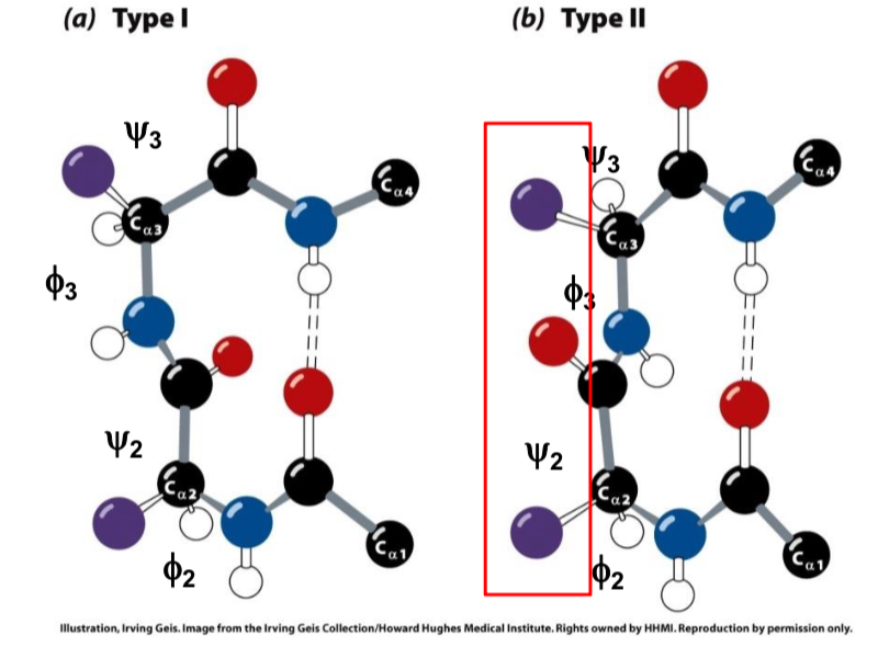<p>What type is when the carbonyl is on the same side as sidechains?</p>